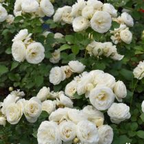 ARTEMIS (TANSIMETRA) ШТ 60-90-120