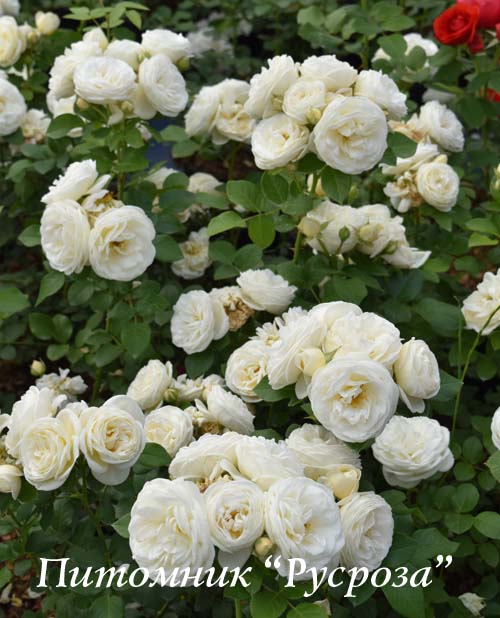 ARTEMIS (TANSIMETRA) ШТ 80-100