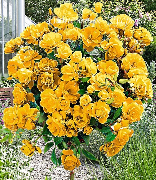 ARTHUR BELL ШТ 80-90