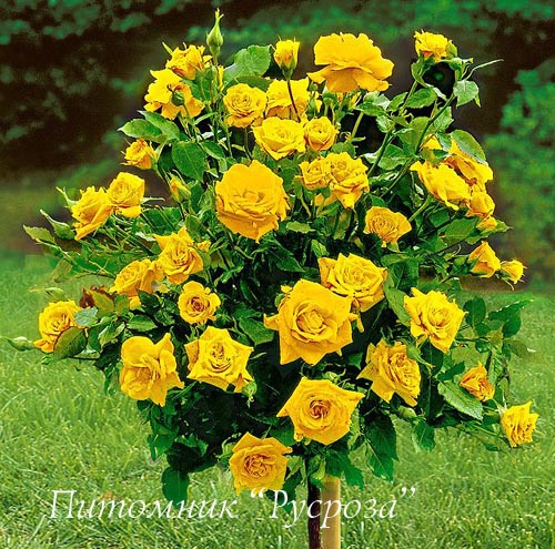 ARTHUR BELL ШТ 80-90