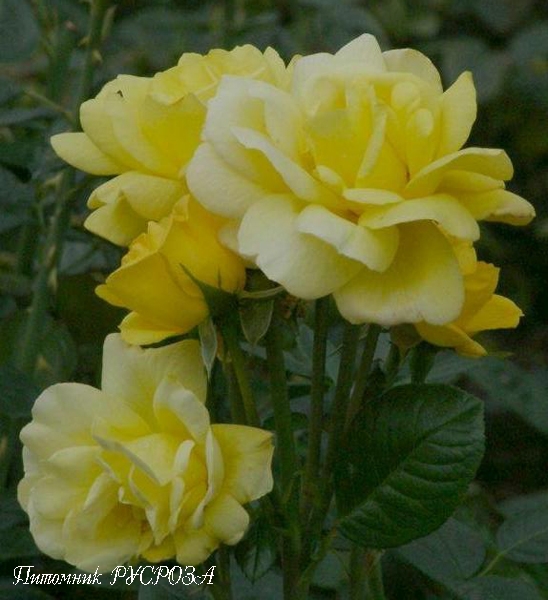 ARTHUR BELL ШТ 80-90