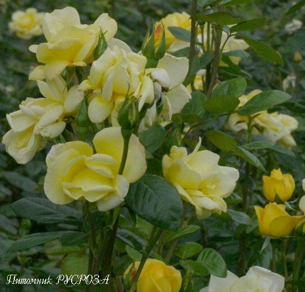 ARTHUR BELL ШТ 80-90