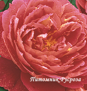 BENJAMIN BRITTEN