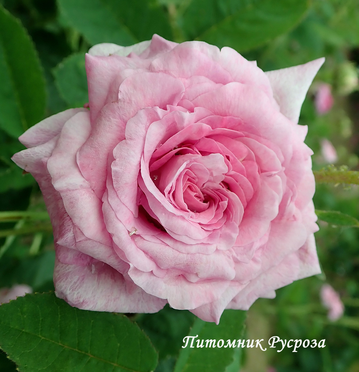 BERENICE (BARENIC)