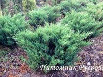 Можжевельник казацкий 