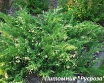 Можжевельник казацкий 