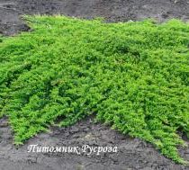 Можжевельник горизонтальный 