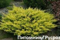 Можжевельник горизонтальный 