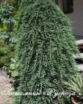 Можжевельник горизонтальный 