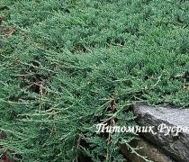 Можжевельник горизонтальный 