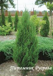 Можжевельник китайский 