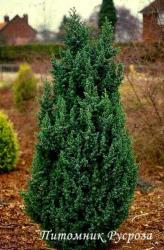 Можжевельник китайский 