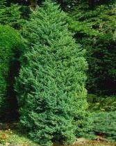 Можжевельник китайский 