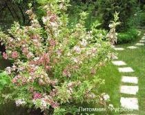 Можжевельник китайский 