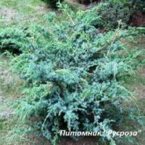 Можжевельник китайский 