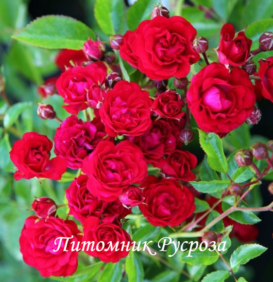 BERNENSIS ШТ 60-70