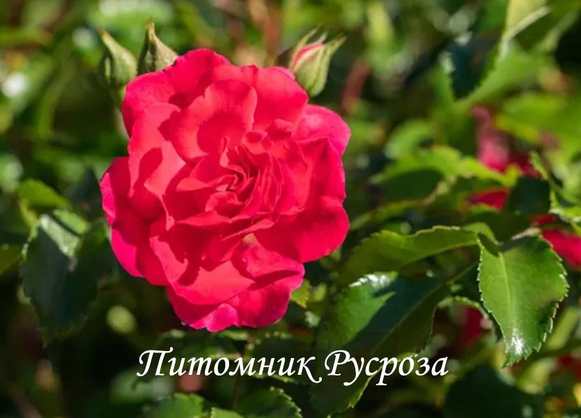 BERNENSIS ШТ 60-70