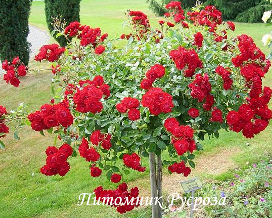 BERNENSIS ШТ 60-70