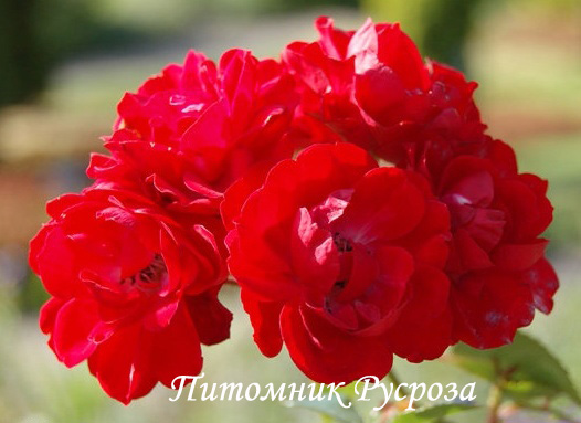 BERNENSIS ШТ 60-70