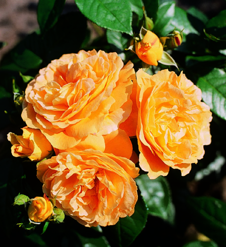 BERNSTEIN ROSE (TANEITBER) ШТ 80-90