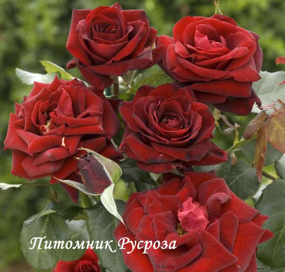 BERTRAND AMOUSSOU ШТ 90-110