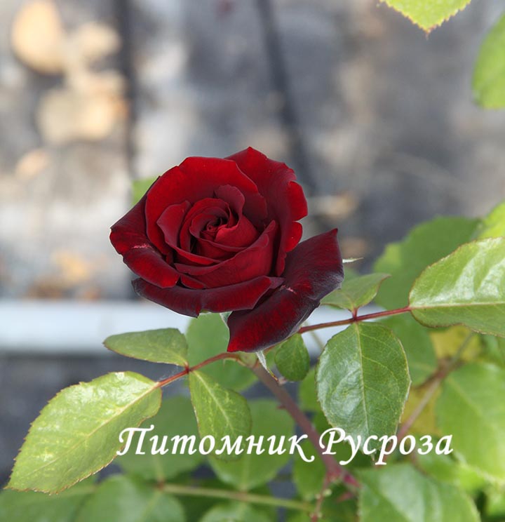 BERTRAND AMOUSSOU ШТ 90-110
