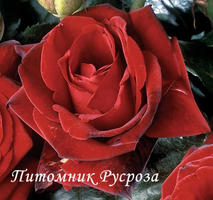 BERTRAND AMOUSSOU ШТ 90-110