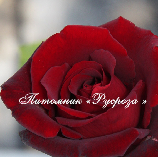 BERTRAND AMOUSSOU ШТ 90-110