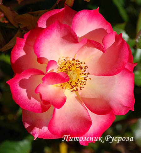 BETTY BOOP ШТ 80-110