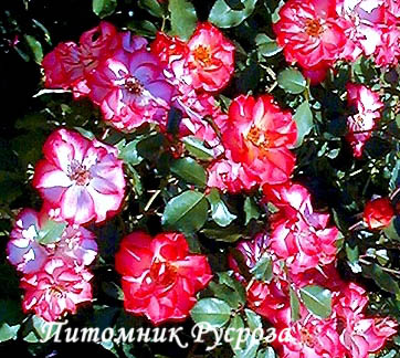 BETTY BOOP ШТ 80-110