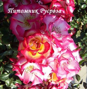 BETTY BOOP ШТ 80-110