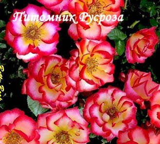 BETTY BOOP ШТ 80-110