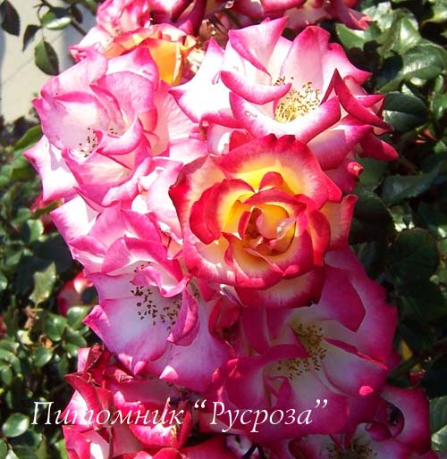 BETTY BOOP ШТ 80-110