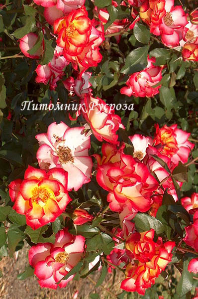 BETTY BOOP ШТ 60-70