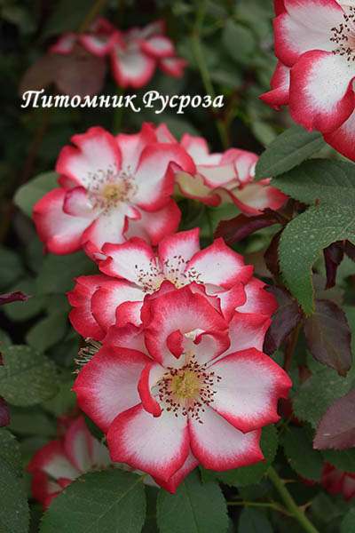 BETTY BOOP ШТ 60-70