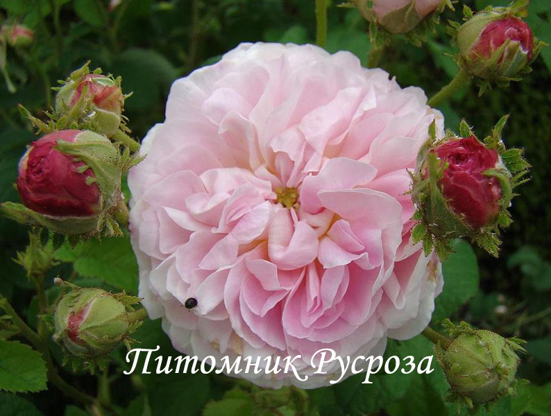 BELLE ISIS (GALLICA)