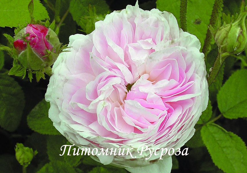 BELLE ISIS (GALLICA)