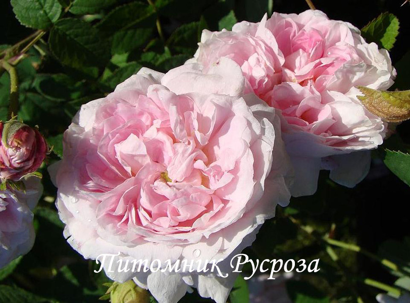 BELLE ISIS (GALLICA)