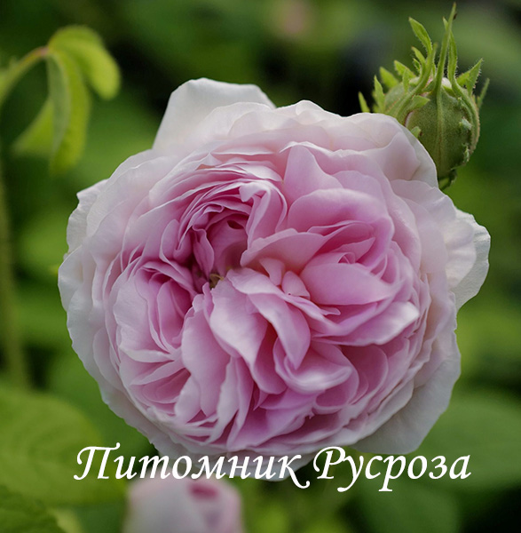 BELLE ISIS (GALLICA)