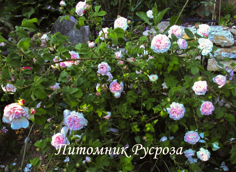 BELLE ISIS (GALLICA)