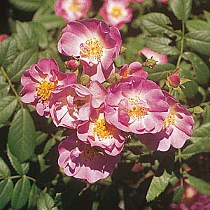 APPLE BLOSSOM ШТ 90-110