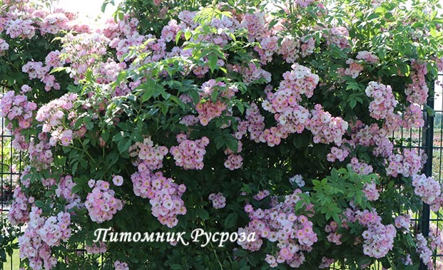 APPLE BLOSSOM ШТ 90-110