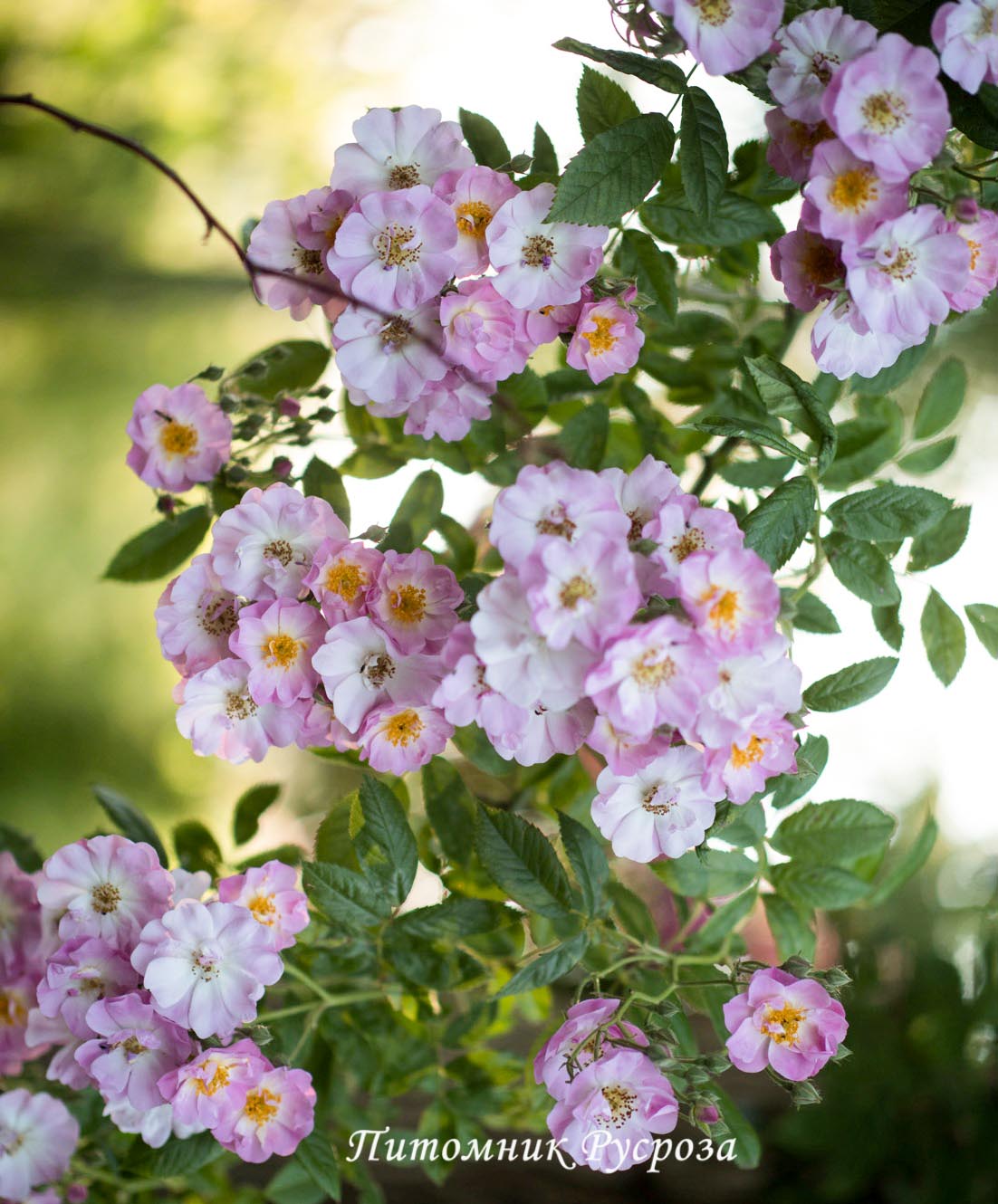APPLE BLOSSOM ШТ 90-110