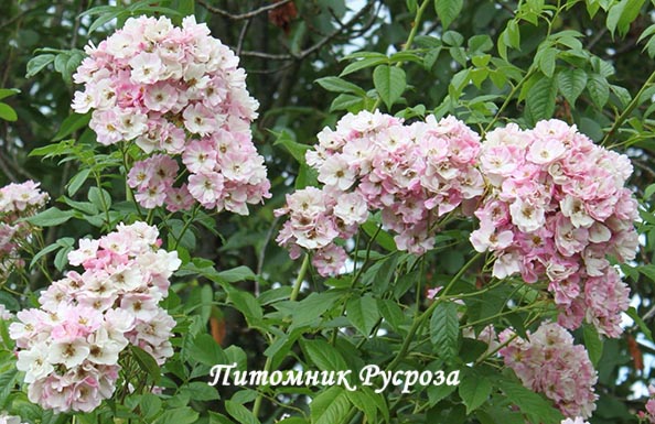APPLE BLOSSOM ШТ 90-110