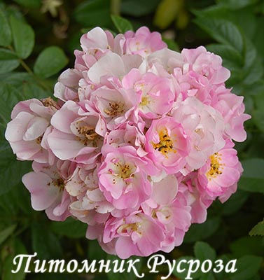 APPLE BLOSSOM ШТ 90-110