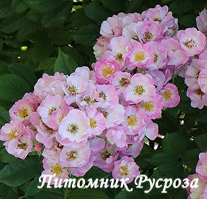 APPLE BLOSSOM ШТ 90-110