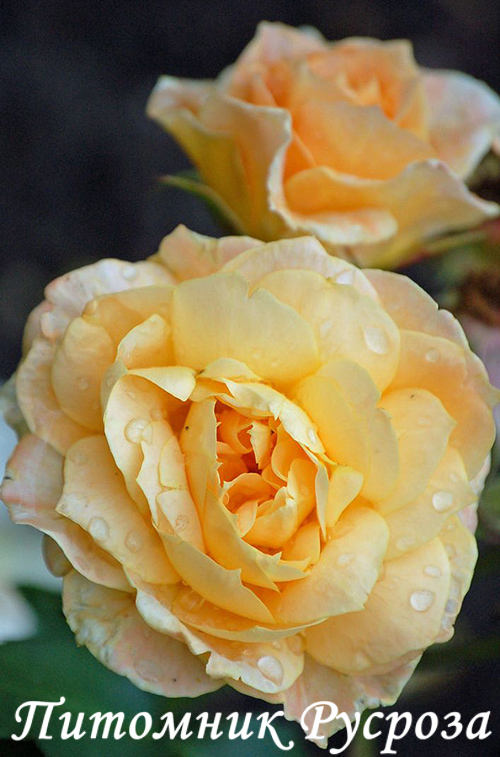 APRICOT MEILOVE ШТ 80-110