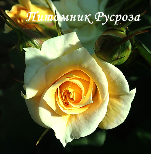 APRICOT MEILOVE ШТ 80-110