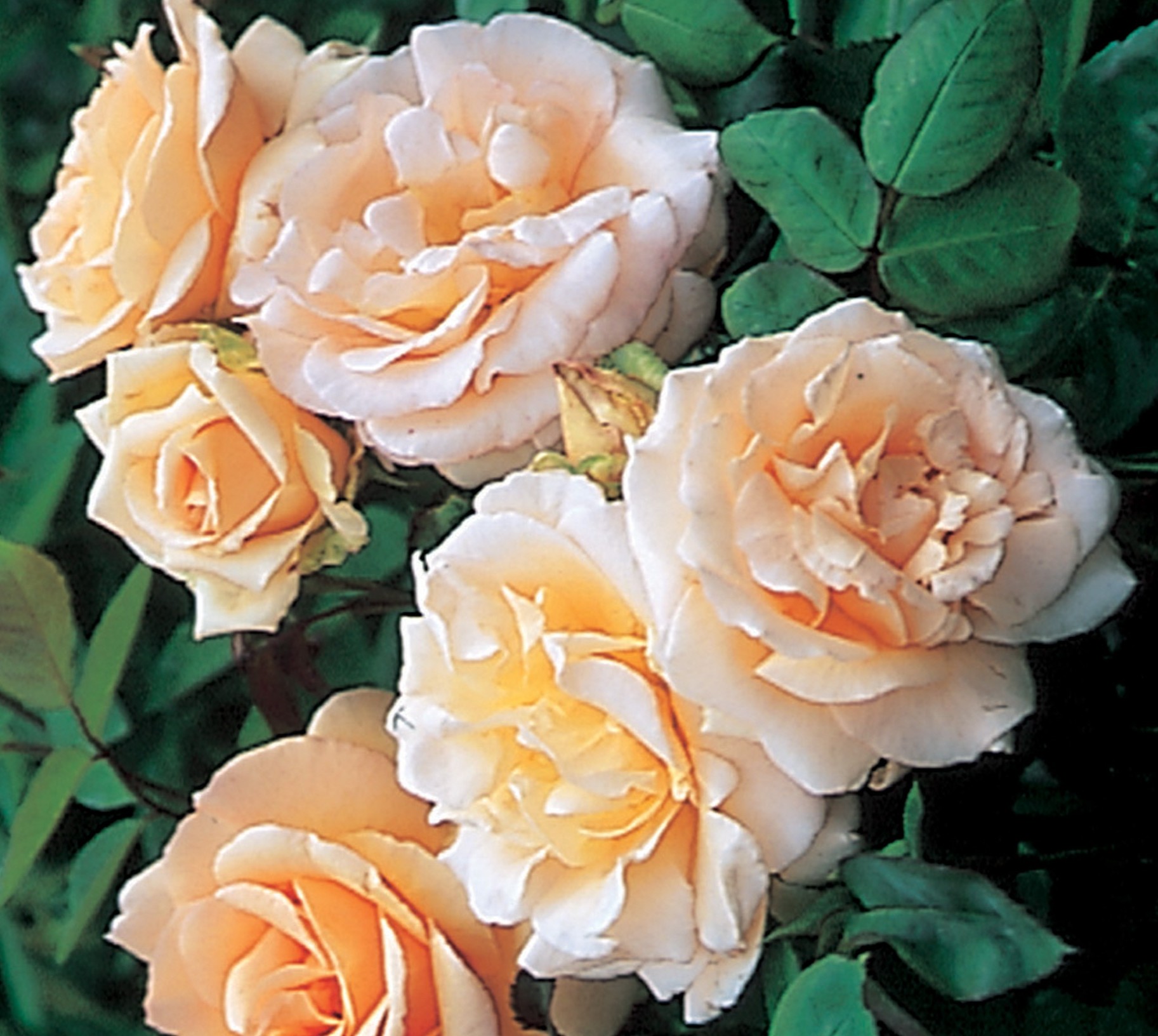 APRICOT NECTAR (JACICOT) ШТ 80-90