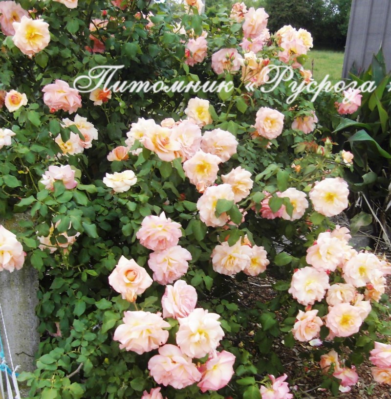 APRICOT NECTAR (JACICOT) ШТ 80-90